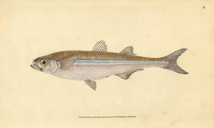 Middellandse Zee zandgrondel of Europese atherine, Atherina hepsetus. Handgekleurde kopergravure getekend en gegraveerd door Edward Donovan uit zijn Natural History of British Fishes, Donovan en F.C. en J. Rivington, Londen