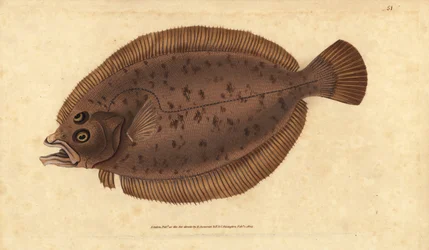 Schol of megrim, Lepidorhombus whiffiagonis (Pleuronectes megastoma). Handgekleurde kopergravure getekend en gegraveerd door Edward Donovan uit zijn Natural History of British Fishes, Donovan en F.C. en J. Rivington, Londen