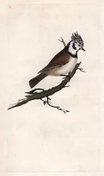 Kuifmees. Lopophanes cristatus cristatus (Parus cristatus). Kopergravure door Edward Donovan, gepubliceerd in Histoire naturelle des oiseaux britanniques, Londen