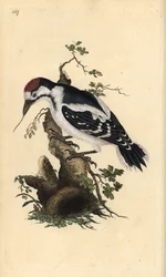 Middelste bonte specht, Dendrocopos medius. Handgekleurde kopergravure getekend en gegraveerd door Edward Donovan uit zijn eigen 