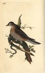 Grote lijster, Turdus viscivorus