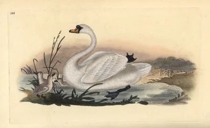 Knobbelzwaan, Cygnus olor, met kuikens
