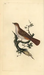 Nachtegaal, Luscinia megarhynchos