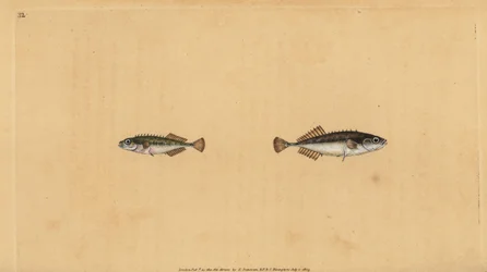 Ninespine stekelbaars, Pungitius pungitius (Kleine of tienstekelige stekelbaars, Gasterosteus pungitius). Handgekleurde koperplaat getekend en gegraveerd door Edward Donovan uit zijn Natural History of British Fishes, Donovan en F.C. en J. Rivington, Londe