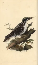Noordelijke drieteenspecht. Picoides tridactylus. Handgekleurde koperplaat getekend en gegraveerd door Edward Donovan uit zijn eigen Natural History of British Birds, Londen