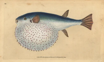 Oceanische kogelvis, Lagocephalus lagocephalus (Stervormige kogelvis, Tetrodon stellatus). Handgekleurde kopergravure getekend en gegraveerd door Edward Donovan uit zijn Natural History of British Fishes, Donovan en F.C. en J. Rivington, Londen