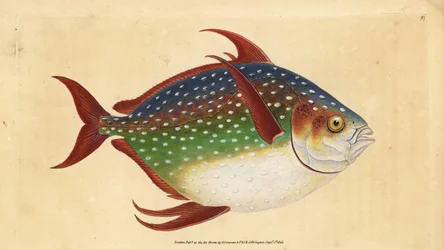 Opah of koningsvis, Lampris guttatus (Zeus luna). Handgekleurde koperplaat getekend en gegraveerd door Edward Donovan uit zijn Natural History of British Fishes, Donovan en F.C. en J. Rivington, Londen