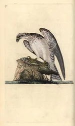 Visarend, Pandion haliaetus, staand op een gevangen vis. Handgekleurde kopergravure getekend en gegraveerd door Edward Donovan uit zijn Natural History of British Birds, Londen
