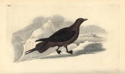 Kleine jager, Stercorarius parasiticus. Handgekleurde koperplaat getekend en gegraveerd door Edward Donovan uit zijn eigen Natural History of British Birds, Londen