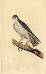 Slechtvalk, Falco peregrinus, vastgeketend aan een tak. Handgekleurde koperplaat getekend en gegraveerd door Edward Donovan uit zijn eigen Natural History of British Birds, Londen