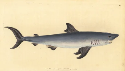 Haringhaai, Lamna nasus. Kwetsbaar. (Haringhaai, Squalus cornubicus)