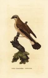 Roodkopklauwier, Lanius collurio