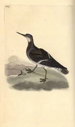 Roodhalsfalarope, Phalaropus lobatus