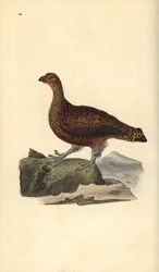 Schots sneeuwhoen (vrouwtje), Lagopus scotica. Handgekleurde koperplaat, getekend en gegraveerd door Edward Donovan, uit zijn eigen „Natuurlijke historie van Britse vogels”, Londen