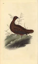 Schotse sneeuwhoen, Lagopus lagopus scotica. Handgekleurde koperplaat getekend en gegraveerd door Edward Donovan uit zijn eigen Natural History of British Birds, Londen