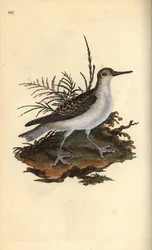 Rosse franjepoot, Phalaropus fulicarius
