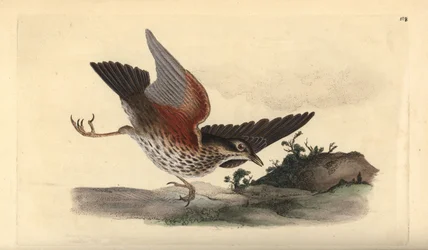 Koperwiek, Turdus iliacus. Handgekleurde koperplaat getekend en gegraveerd door Edward Donovan uit zijn eigen Natural History of British Birds, Londen