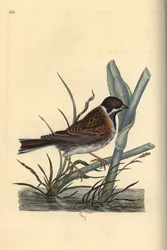 Rietgors, Emberiza schoeniculus. Handgekleurde koperplaat getekend en gegraveerd door Edward Donovan uit zijn Natural History of British Birds, Londen