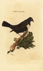 Beflijster, Turdus torquatus