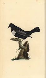 Beflijster, Turdus torquatus. Handgekleurde kopergravure getekend en gegraveerd door Edward Donovan uit zijn Natural History of British Birds, Londen