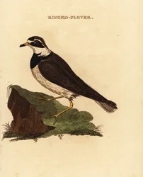 Bontbekplevier, Charadrius hiaticula
