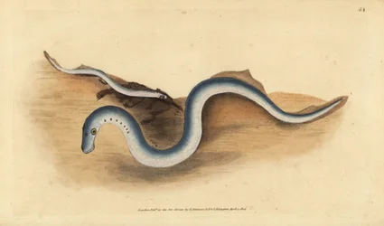 Rivierprik, Lampetra fluviatilis (Lampern of kleine prik, Petromyzon fluviatilis). Handgekleurde koperplaat getekend en gegraveerd door Edward Donovan uit zijn Natural History of British Fishes, Donovan en F.C. en J. Rivington, Londen