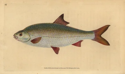 Blankvoorn, Rutilus rutilus (Cyprinus ritulus). Handgekleurde koperplaat getekend en gegraveerd door Edward Donovan uit zijn 