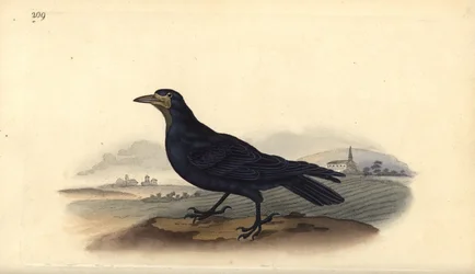 Roek, Corvus frugilegus. Handgekleurde koperplaat getekend en gegraveerd door Edward Donovan uit zijn eigen Natural History of British Birds, Londen