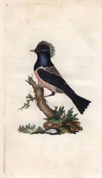 Roze spreeuw. Sturnus roseus (Turdus roseus). Kopergravure door Edward Donovan (1768-1837), gepubliceerd in Histoire naturelle des oiseaux britanniques, Londen