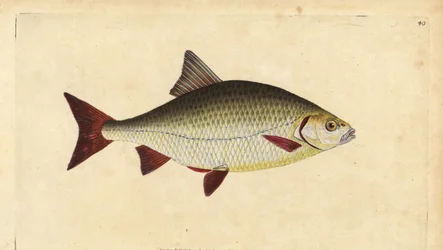 Ruisvoorn, Scardinius erythrophthalmus (Rode oog, Cyprinus erythrophthalmus). Handgekleurde kopergravure getekend en gegraveerd door Edward Donovan uit zijn Natural History of British Fishes, Donovan en F.C. en J. Rivington, Londen