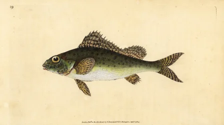 Pos, Gymnocephalus cernua