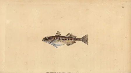 Zandgrondel, Pomatoschistus minutus (Gevlekte grondel, Gobius minutus). Handgekleurde kopergravure getekend en gegraveerd door Edward Donovan uit zijn Natural History of British Fishes, Donovan en F.C. en J. Rivington, Londen
