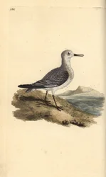 Drieteenstrandloper, Calidris alba. Handgekleurde koperplaat getekend en gegraveerd door Edward Donovan uit zijn eigen Natural History of British Birds, Londen