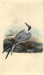 Grote stern, Thalasseus sandvicensis. Handgekleurde koperplaat, getekend en gegraveerd door Edward Donovan uit zijn eigen “Natural History of British Birds”, Londen