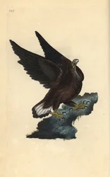 Zeearend, Haliaeetus albicilla. Handgekleurde kopergravure, getekend en gegraveerd door Edward Donovan voor zijn eigen „Natuurlijke historie van Britse vogels”, Londen