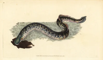 Zeeprik, Petromyzon marinus (Marine of gevlekte prik). Handgekleurde kopergravure getekend en gegraveerd door Edward Donovan uit zijn Natural History of British Fishes, Donovan en F.C. en J. Rivington, Londen