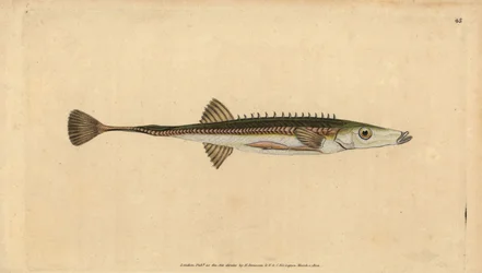 Zeedriehoek, Spinachia spinachia
