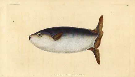 Slanke zonnevis, Ranzania laevis (Afgeknotte zonnevis, Tetrodon truncatus). Handgekleurde kopergravure getekend en gegraveerd door Edward Donovan uit zijn Natural History of British Fishes, Donovan en F.C. en J. Rivington, Londen