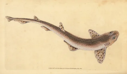 Kleine gevlekte kathaai, Scyliorhinus canicula (Kleine gevlekte haai, Squalus catulus). Handgekleurde koperplaat getekend en gegraveerd door Edward Donovan uit zijn Natural History of British Fishes, Donovan en F.C. en J. Rivington, Londen