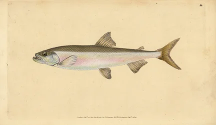 Spiering, Osmerus eperlanus (Salmo eperlanus). Handgekleurde kopergravure getekend en gegraveerd door Edward Donovan uit zijn Natural History of British Fishes, Donovan en F.C. en J. Rivington, Londen