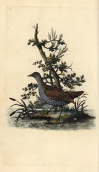 Porseleinhoen, Porzana porzana. Handgekleurde kopergravure uit 