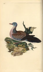 Spikkeltortel of pancou, Spilopelia chinensis. Handgekleurde koperplaat getekend en gegraveerd door Edward Donovan uit zijn eigen Natural History of British Birds, Londen
