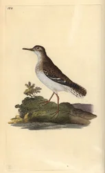 Amerikaanse oeverloper, Actitis macularia. Handgekleurde koperplaat getekend en gegraveerd door Edward Donovan uit zijn eigen 