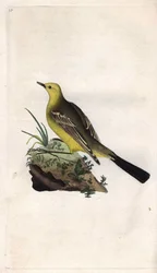 Gele kwikstaart. Motacilla flava. Kopergravure door Edward Donovan (1768-1837), gepubliceerd in Histoire naturelle des oiseaux britanniques, Londen