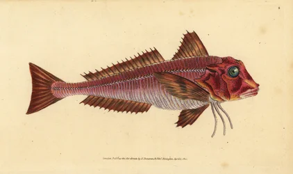 Gestreepte poon, Trigloporus lastoviza (Trigla lineata). Handgekleurde kopergravure getekend en gegraveerd door Edward Donovan uit zijn Natural History of British Fishes, Donovan en F.C. en J. Rivington, Londen