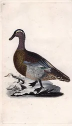 Zomertaling. Anas querquedula. Kopergravure door Edward Donovan (1768-1837), gepubliceerd in Histoire naturelle des oiseaux britanniques, Londen