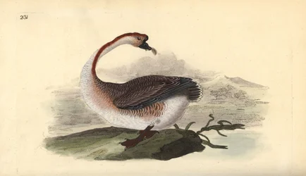 Zwaangans, Anser cygnoides, kwetsbaar