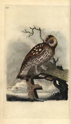Bosuil, Strix aluco. Handgekleurde kopergravure getekend en gegraveerd door Edward Donovan uit zijn Natural History of British Birds, Londen