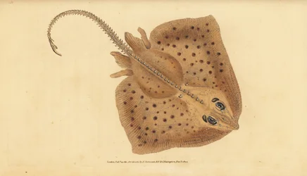 Doornrog, Raja clavata. Bijna bedreigd. Ruige rog, Raja rubus. Handgekleurde koperplaat getekend en gegraveerd door Edward Donovan uit zijn Natural History of British Fishes, Donovan en F.C. en J. Rivington, Londen