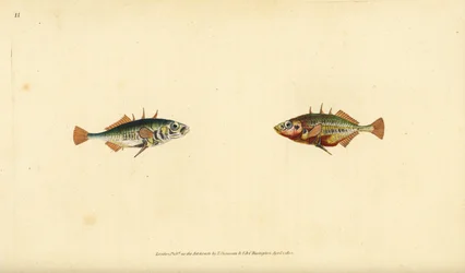 Driedoornige stekelbaars, Gasterosteus aculeatus. Handgekleurde kopergravure getekend en gegraveerd door Edward Donovan uit zijn Natural History of British Fishes, Donovan en F.C. en J. Rivington, Londen